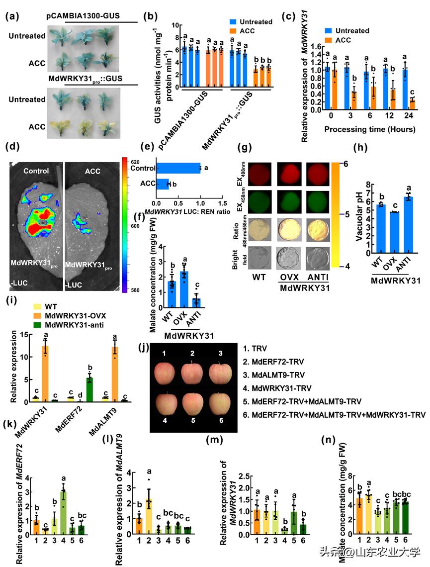 我校胡大刚教授团队揭示苹果果实品质保持及耐贮藏性能新机制
