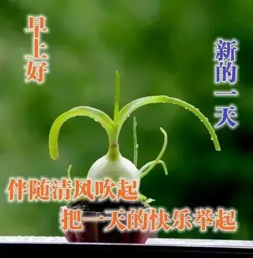 庚子日柱2023年癸卯年运势,癸卯年2023年哪个月出生最好