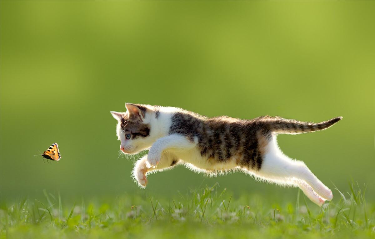 各个品种猫咪大概的价格,盘点各种猫咪的价格