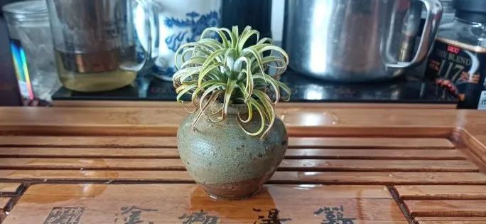 水培凤梨菠萝,菠萝水培最简单的方法