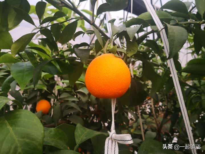 从“卖不出”到“不够卖”镇江江心洲走出困“橘”的背后