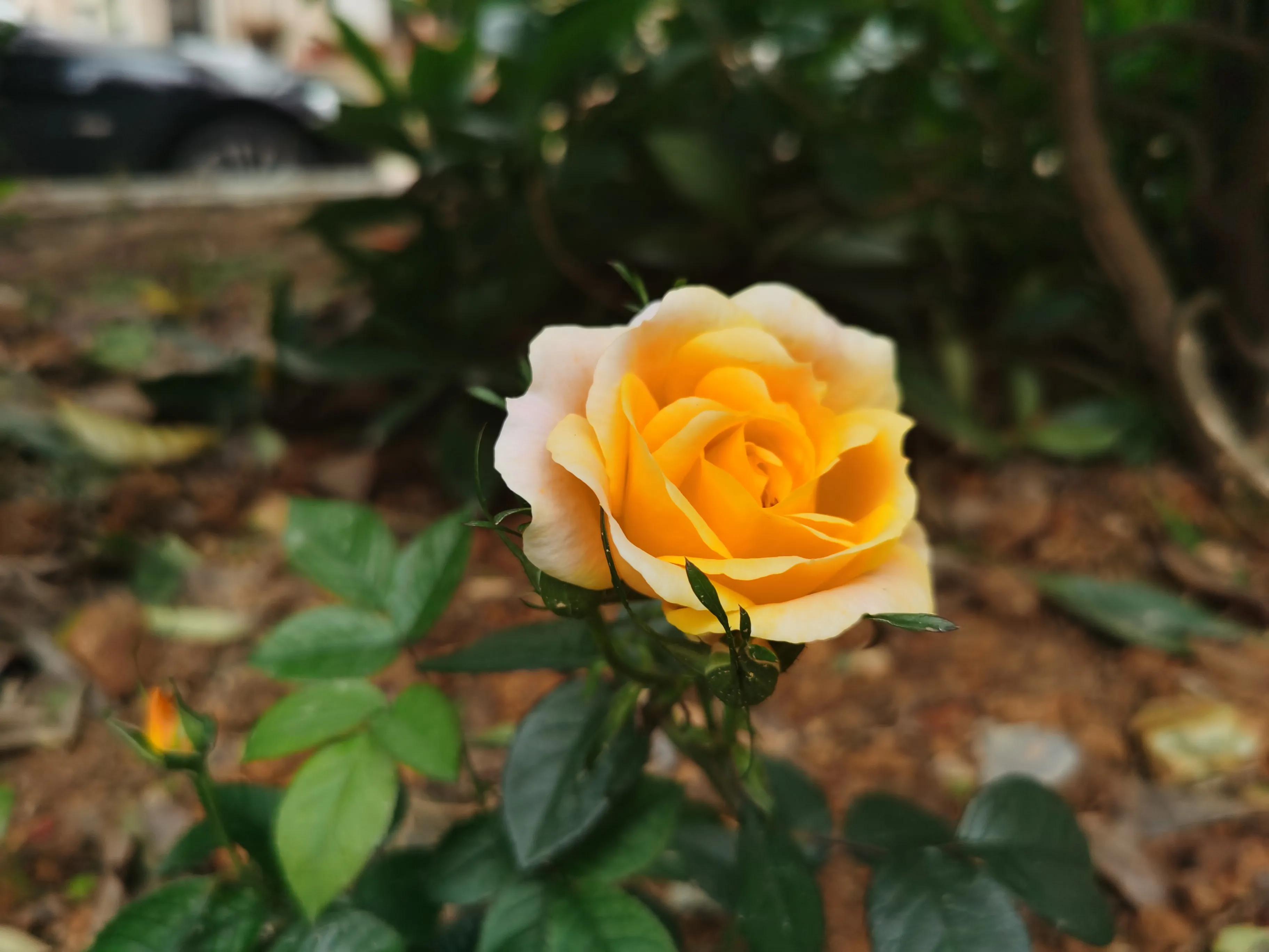 赏花旅游种什么花,春季去公园踏青上百种花让人眼花