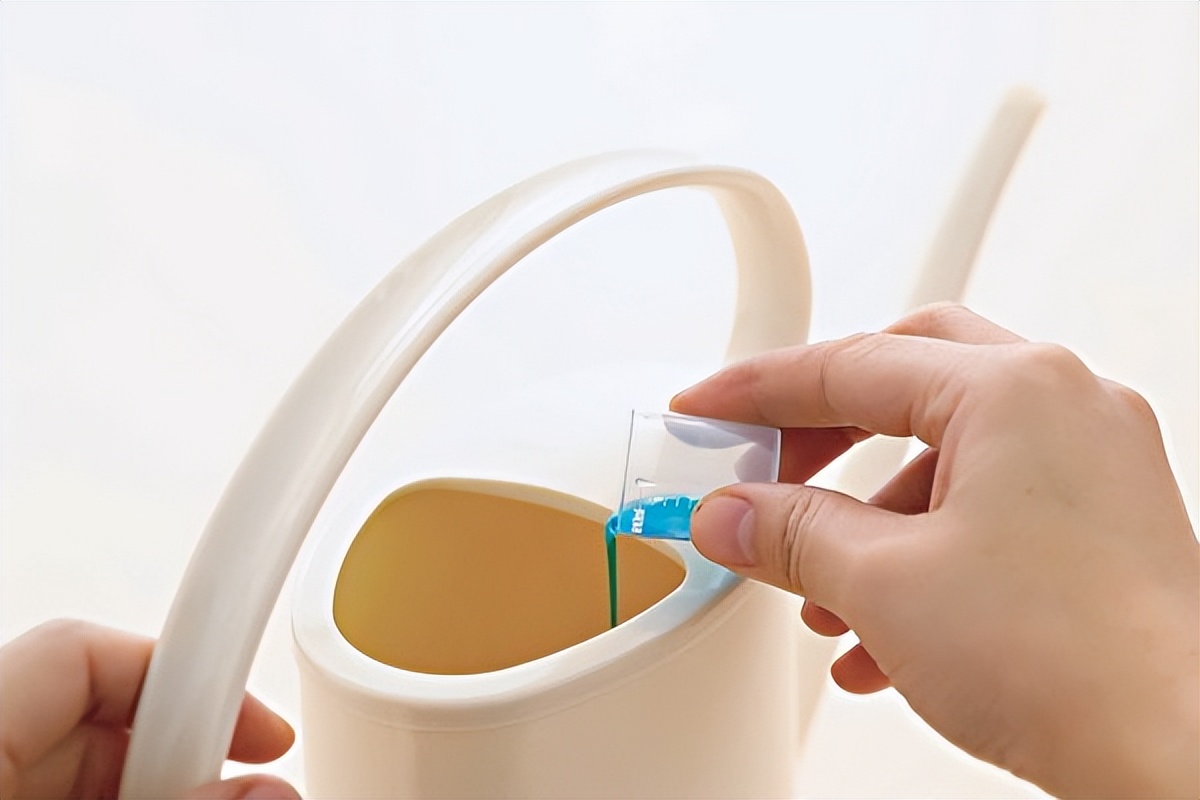 园艺达人教你在家种非洲蓳，全年花开不间断