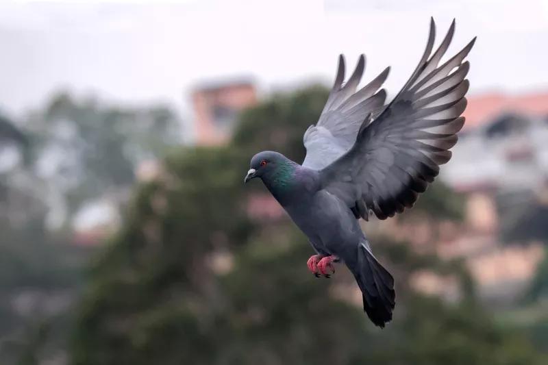 什么宠物对纯素食者最好,好养且可以食用的宠物有哪些