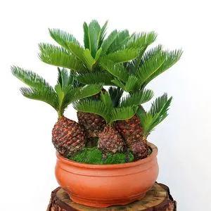 家中适合种的五种树,客厅里最好养的树幸福树怎么养