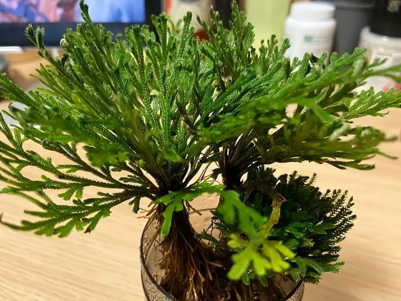 家居养花注意事项,家里养花再贵也要养3种花