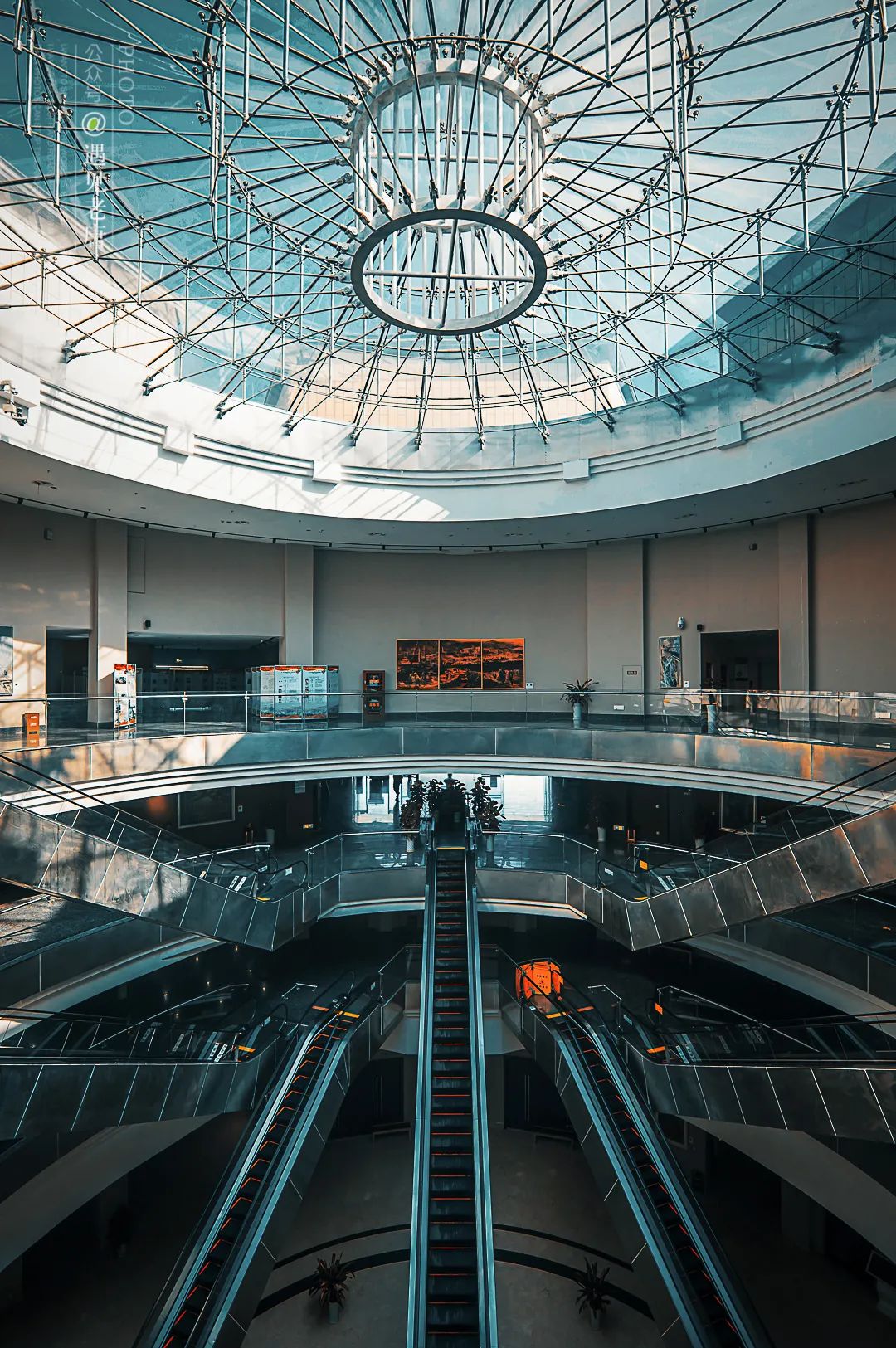 攀枝花是一种什么花,什么是攀枝花铁树