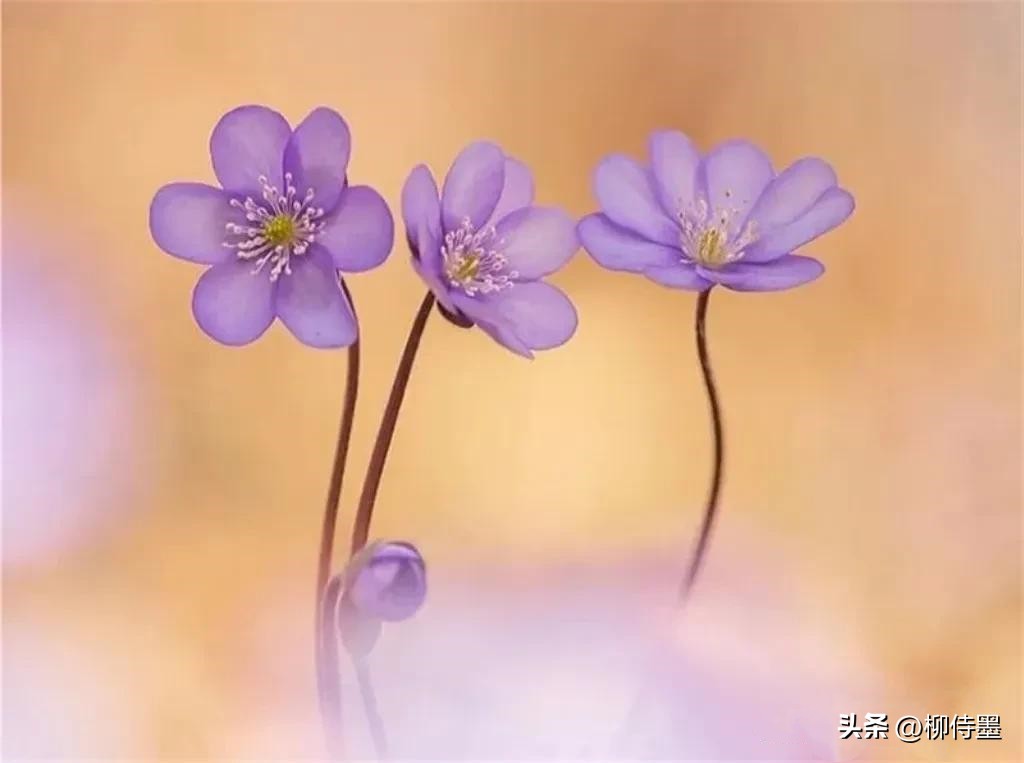 手机拍摄花朵的摄影技巧,拍照技术技巧花朵