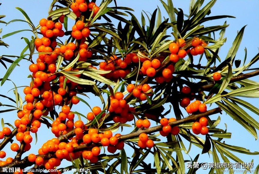 忻州一日游五台山雁门关忻州古城,五台山雁门关忻州古城三日游