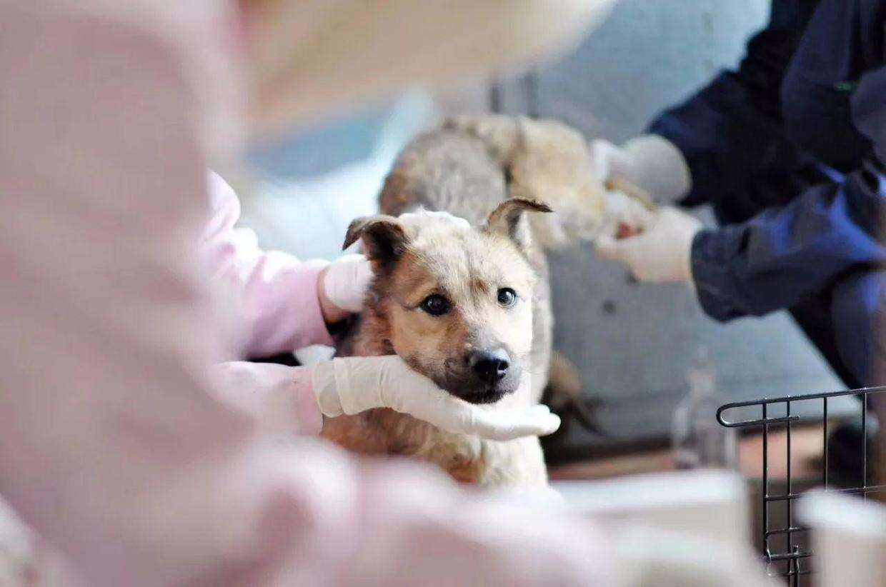 领养狗狗领什么狗最好 (领养和购买宠物狗的区别)