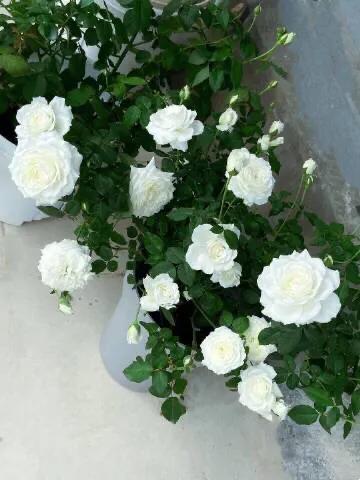 白花月季汇粹：白雪公主、藤冰山、婚礼之路、波莱罗、加百列