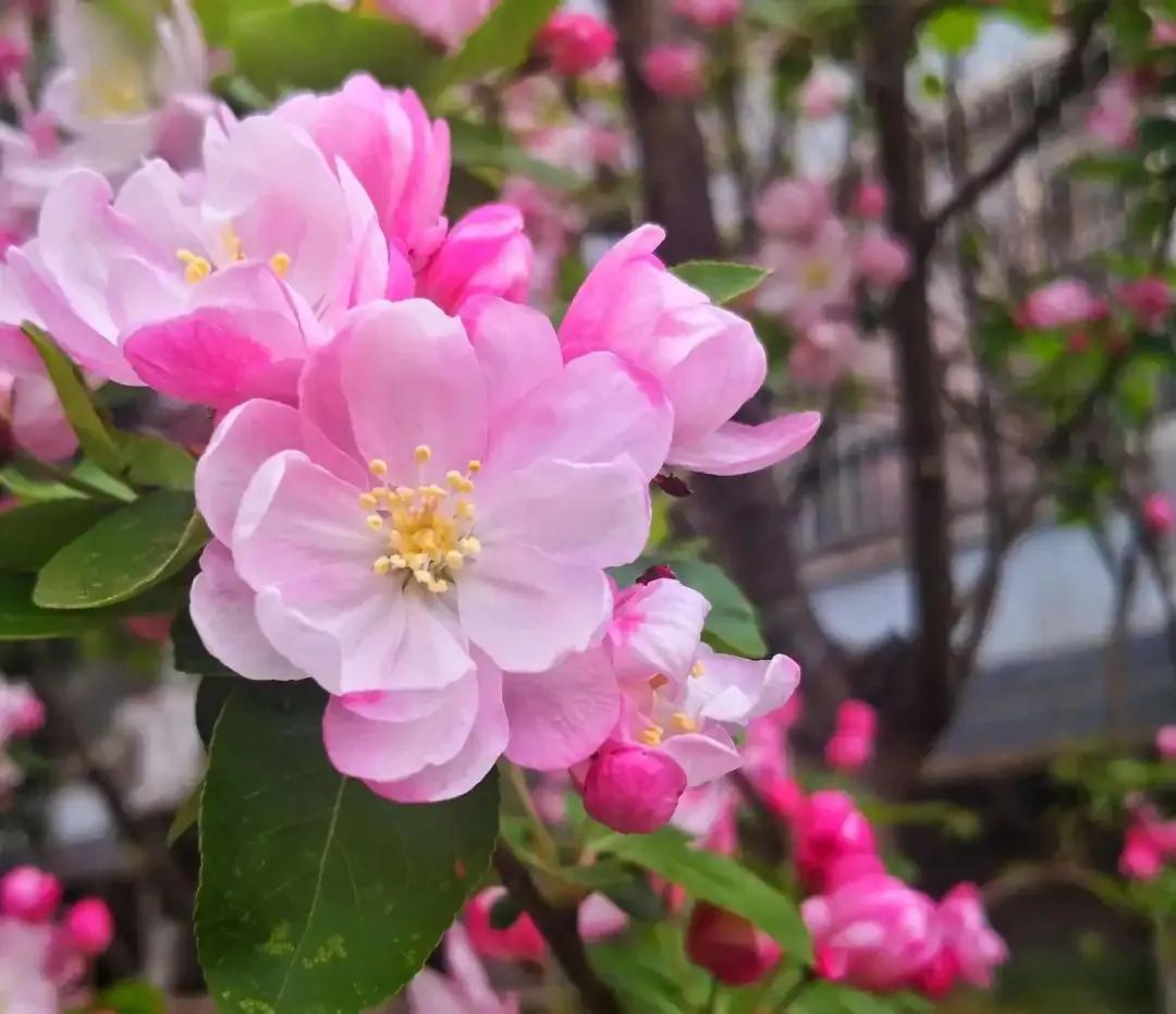 人生几何笑看花开花落,人生几何不过花开花落