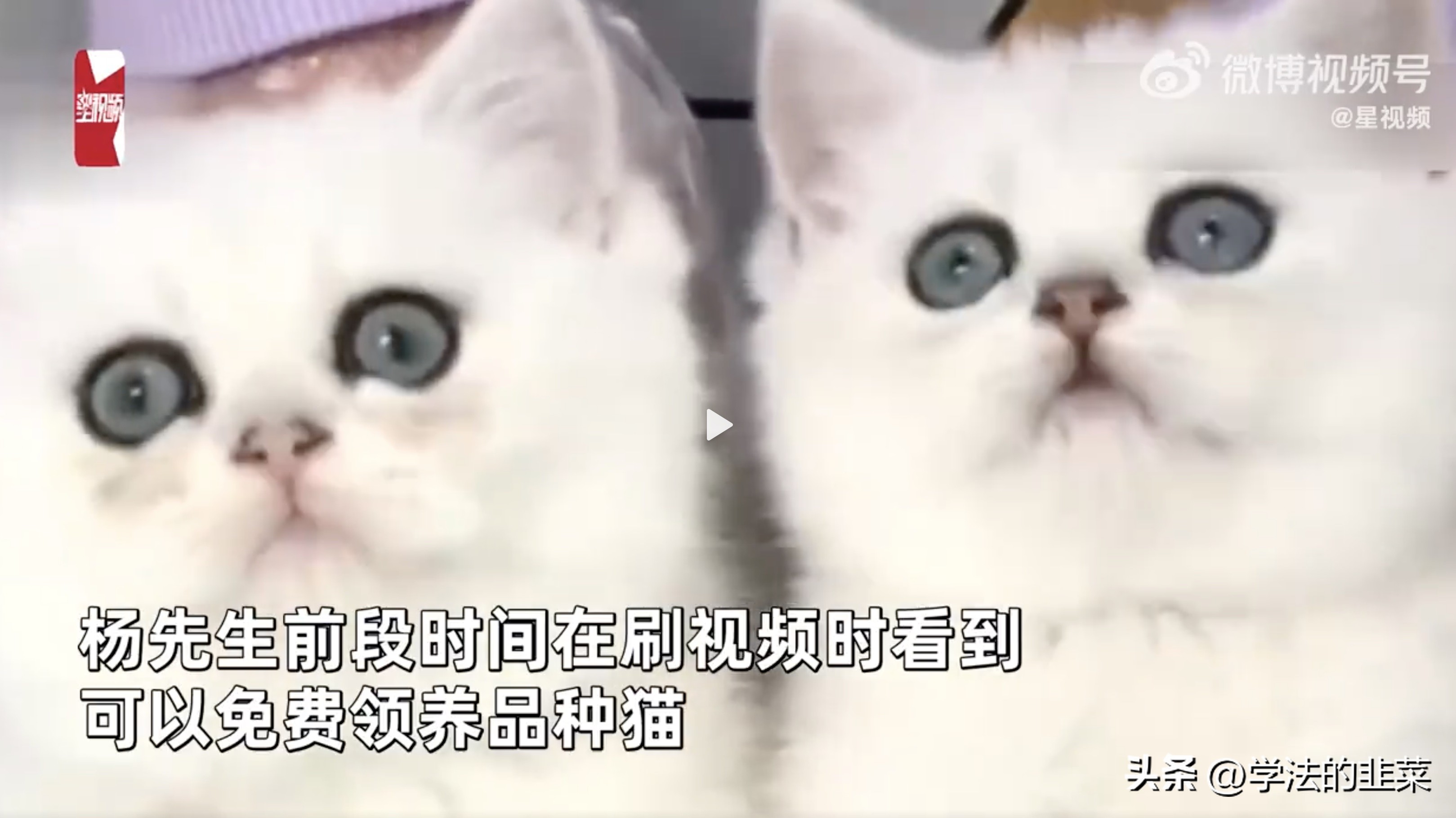 领养猫咪被起诉,领养猫咪买猫粮骗局可以举报嘛