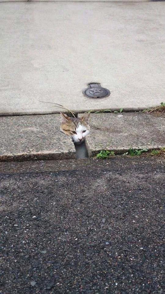 别人家的猫是液体还是固体,猫都是水做的