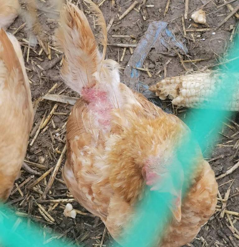 水稻飞蛾用什么药才能消灭,水稻出现飞蛾有必要打农药吗