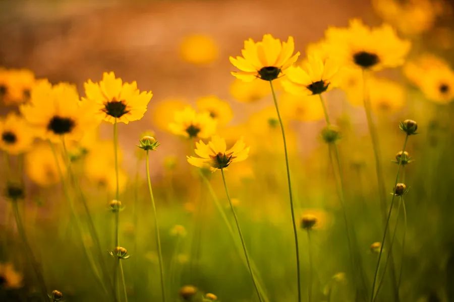 鸡公山山花|春末夏初的迎花使者——金鸡菊