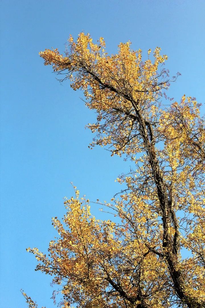 婺源美景之篁岭,婺源篁岭世外桃源