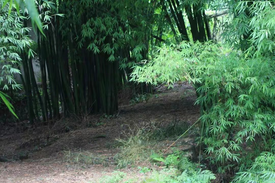 【原创】散文·江南春笋