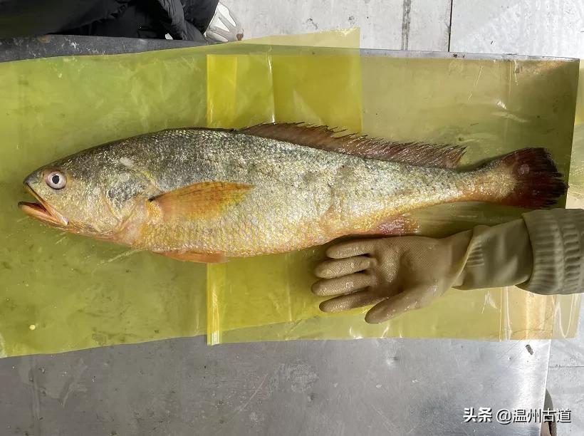 温州渔民捕获8.7斤野生大黄鱼,温州天价野生大黄鱼