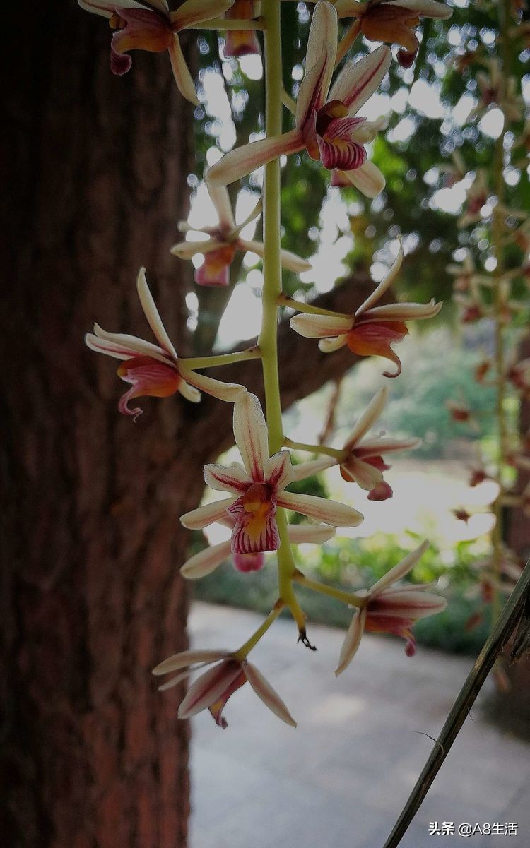 带你认识中华兰花纹瓣兰,顶级纹瓣兰图片