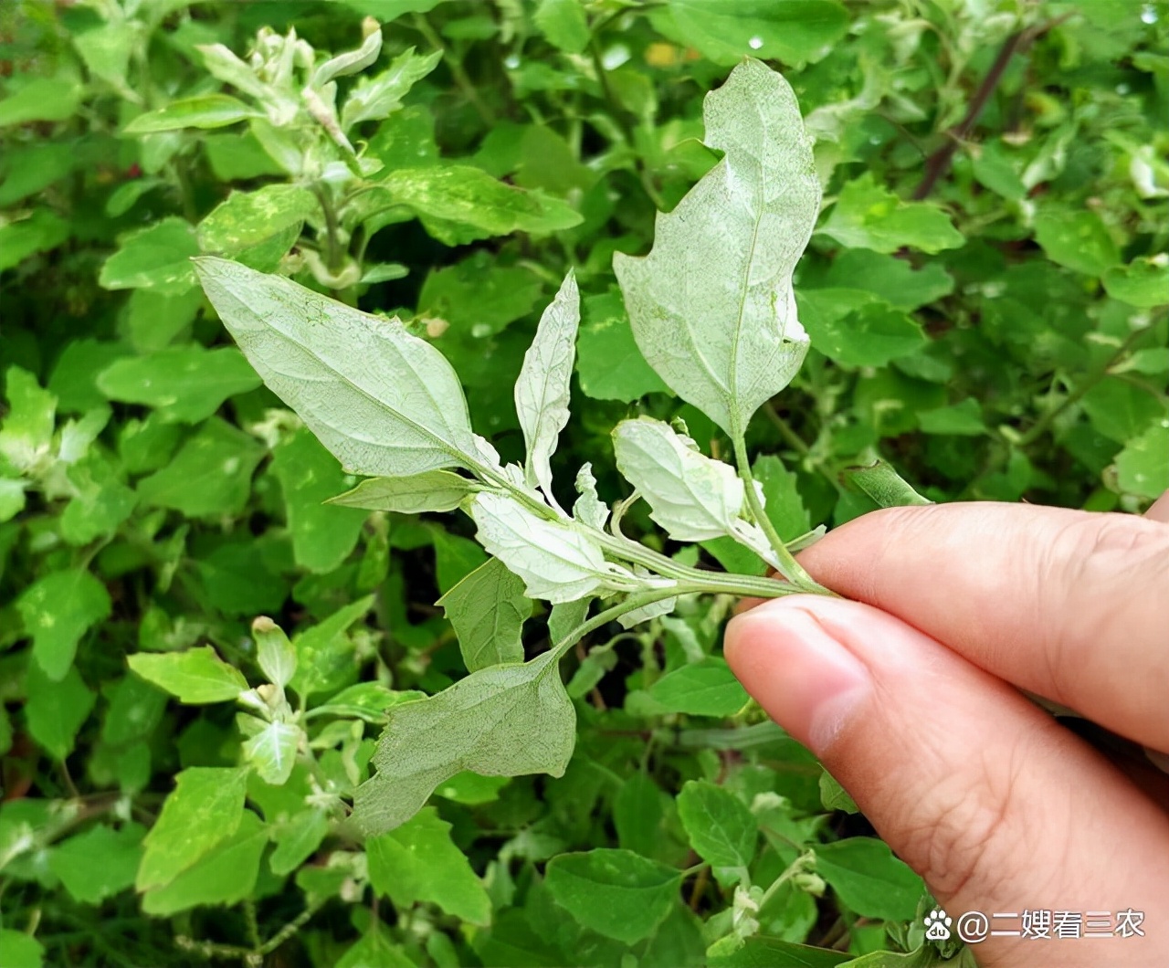 春天不可辜负的六种野菜,十大高钙野菜排名