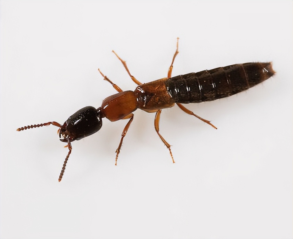 隐翅虫，今天，我遇见了它