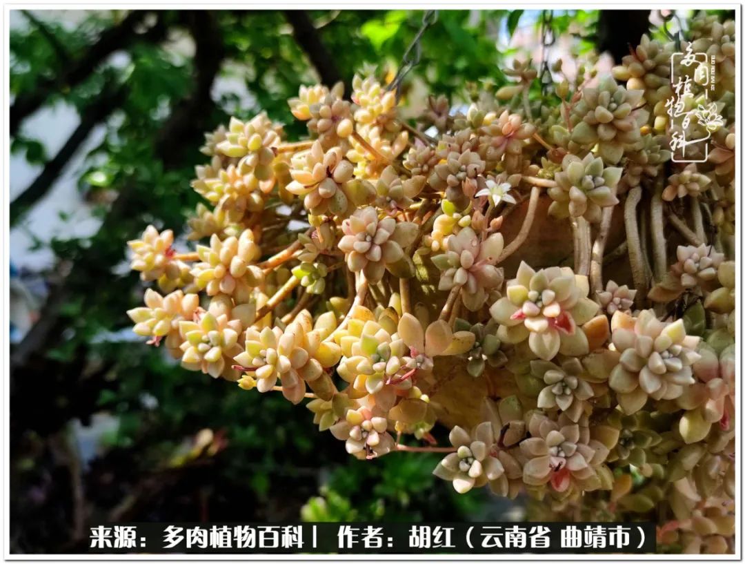 多肉植物里的糖,多肉生活的调味剂