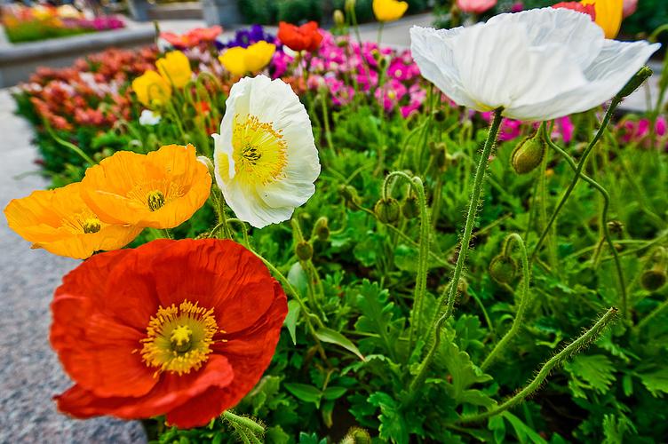 中国十大玫瑰花,十大玫瑰花排行榜