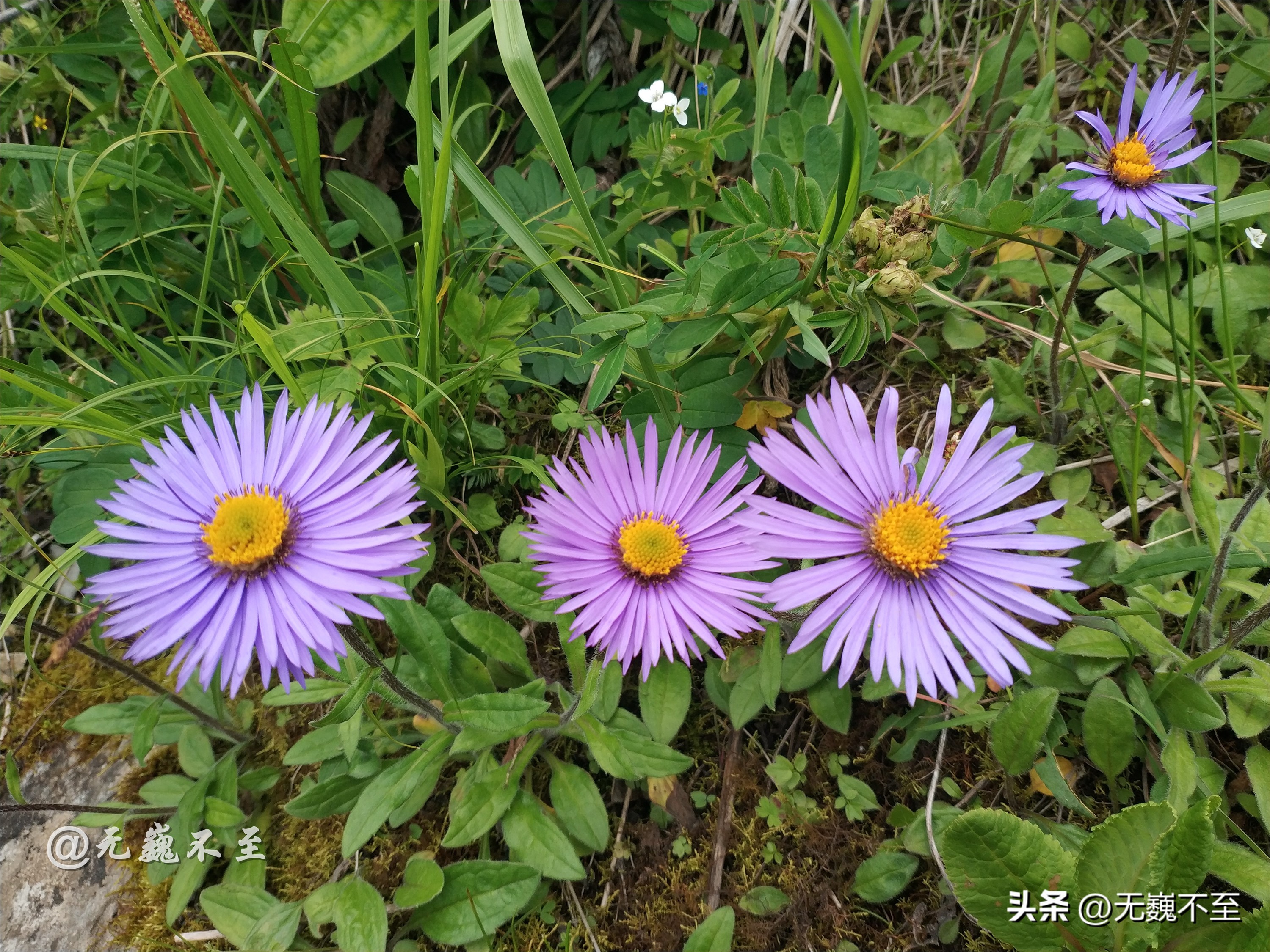 九顶归来不看花，但是这些花名你知道吗？科普一下不就认识啦