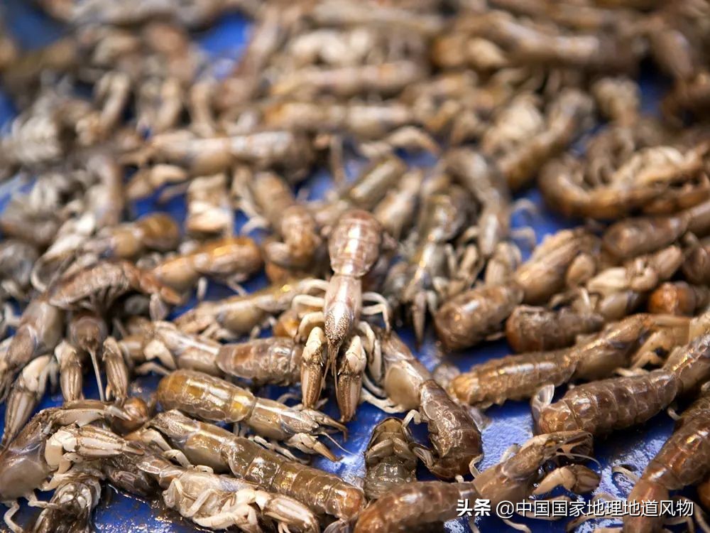 中国哪里可以吃超大皮皮虾,中国吃皮皮虾最好的地方