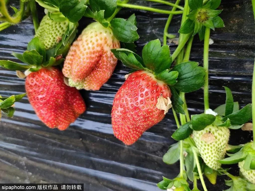 北京秋季采摘最全攻略,春日踏青采摘