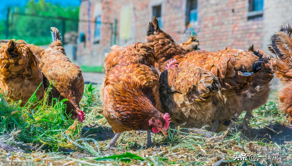 日本兵偏爱吃鸡！1937年*京大南***杀屠**中的荒唐一幕，家中有鸡能救命