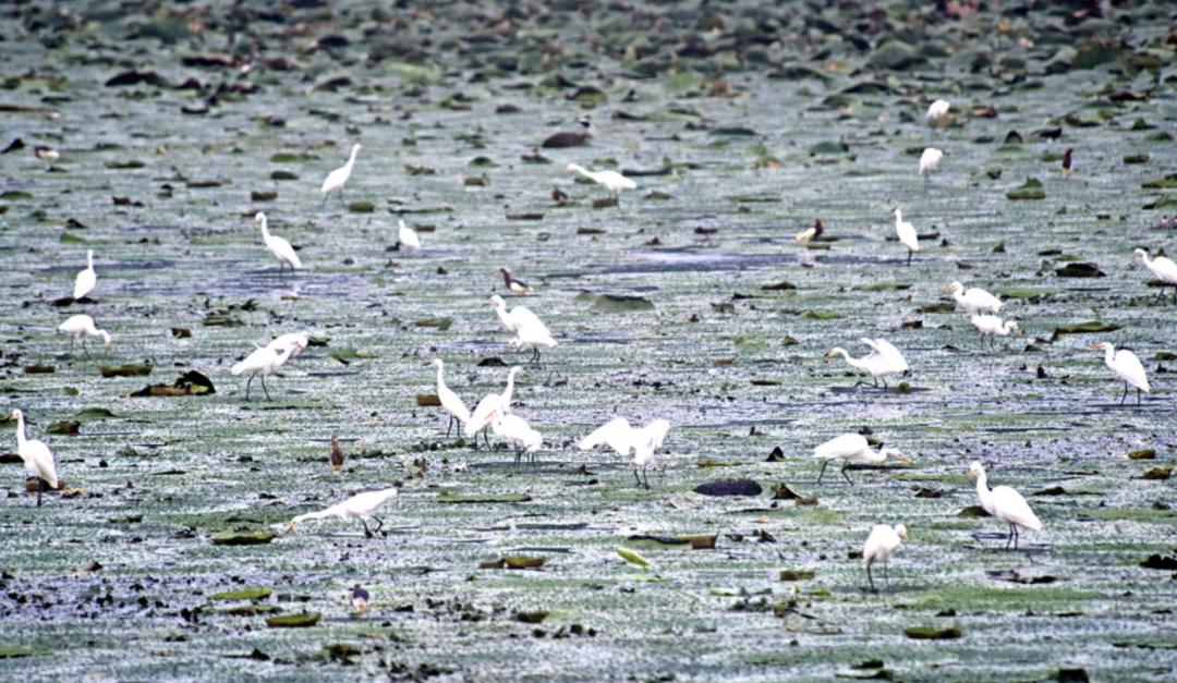芡实除哪里的湿,芡实什么季节最好吃
