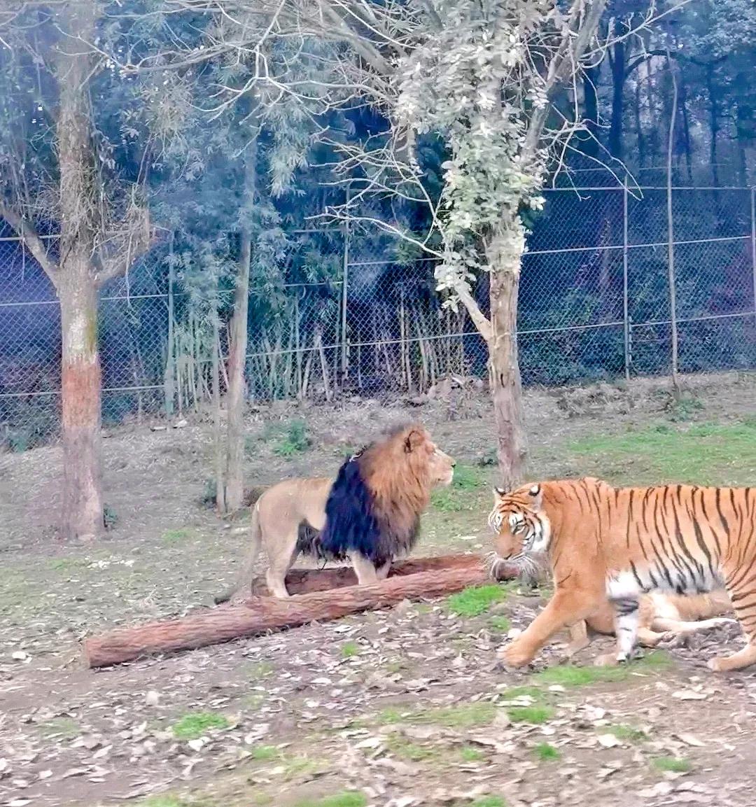 重庆乐和乐都野生动物园一日游,重庆野生动物园攻略一日游
