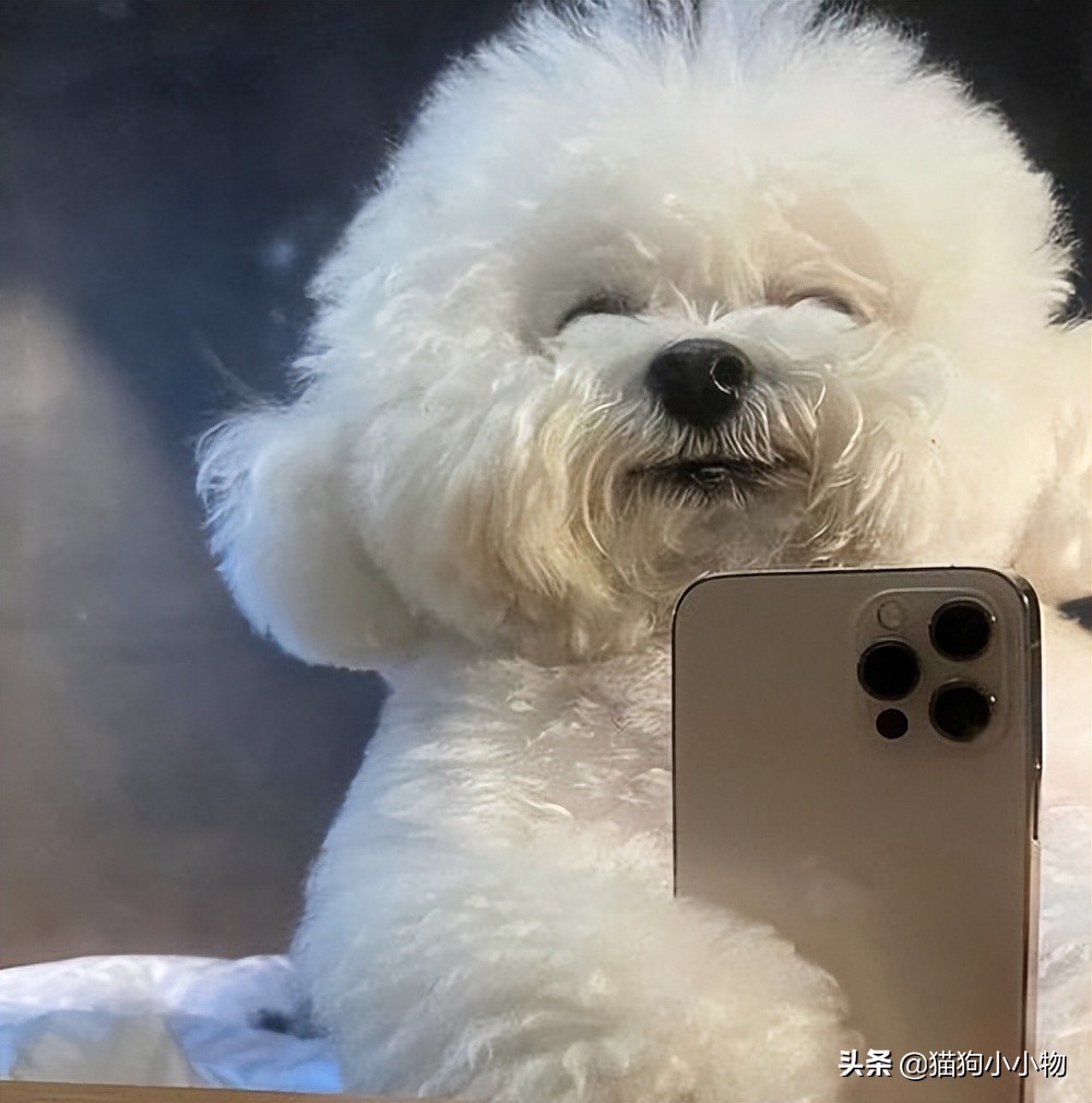 小比熊的睡姿代表什么,比熊睡觉什么姿势是正常的