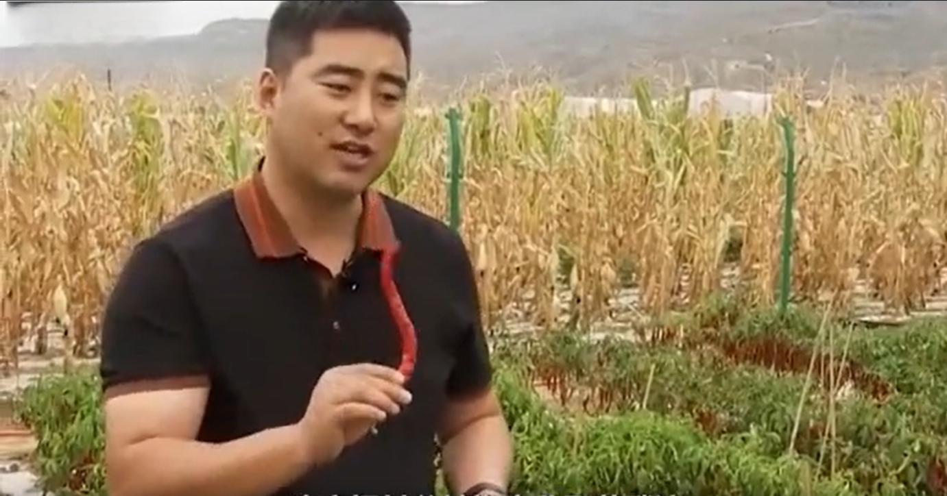 甘肃“辣椒王”刘彦斌,年产值亿万元,带动5000多户农户一同致富