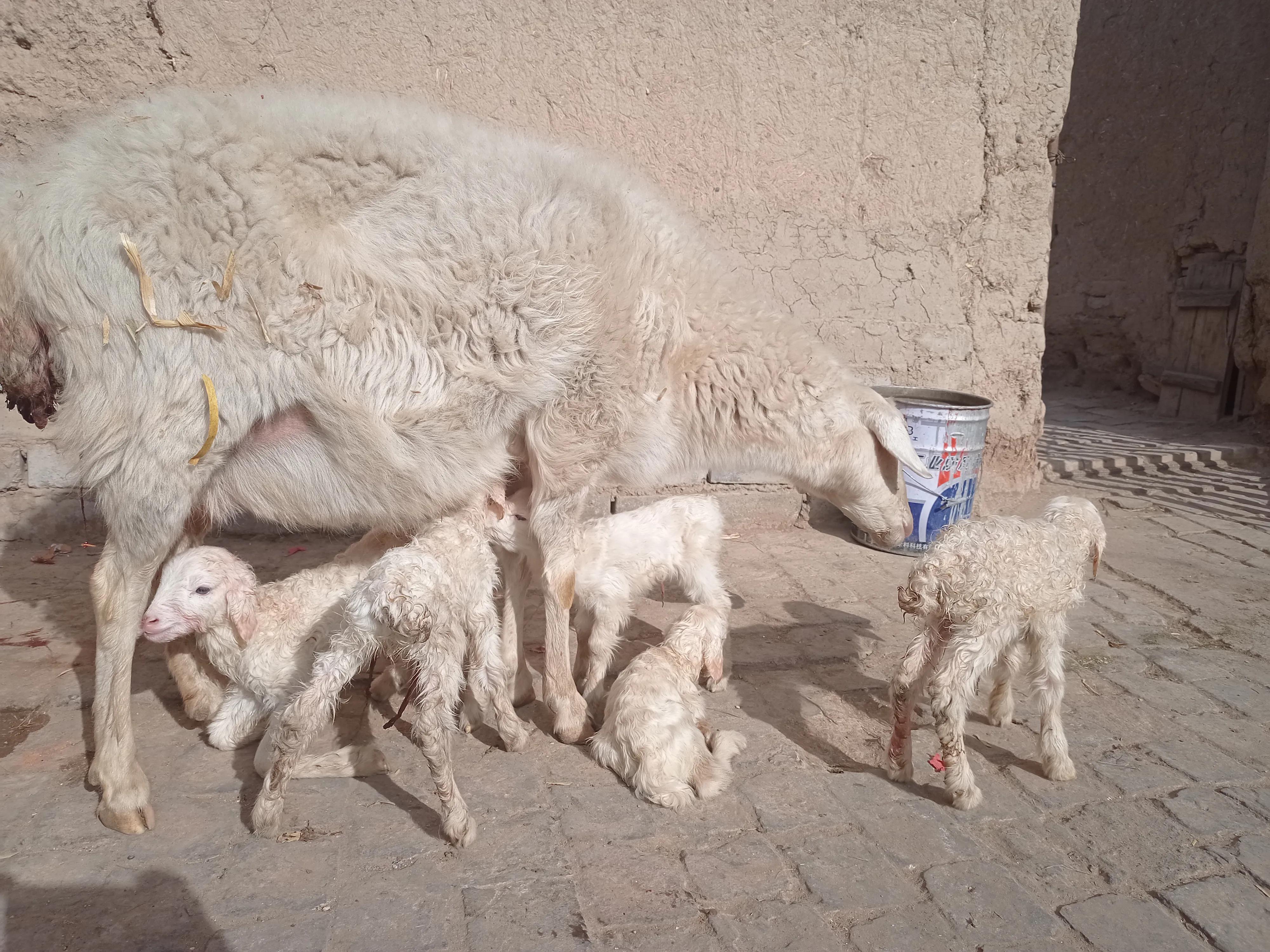 养羊的方法和技巧,养羊必备的100种方法