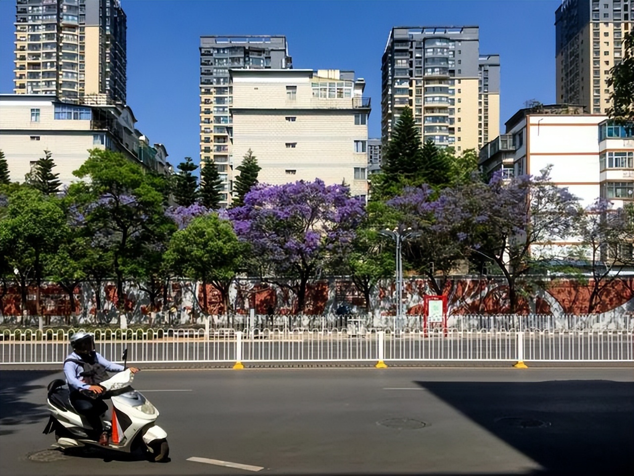 昆明蓝花楹最佳观赏期,颜值爆表昆明十大蓝花楹打卡指南