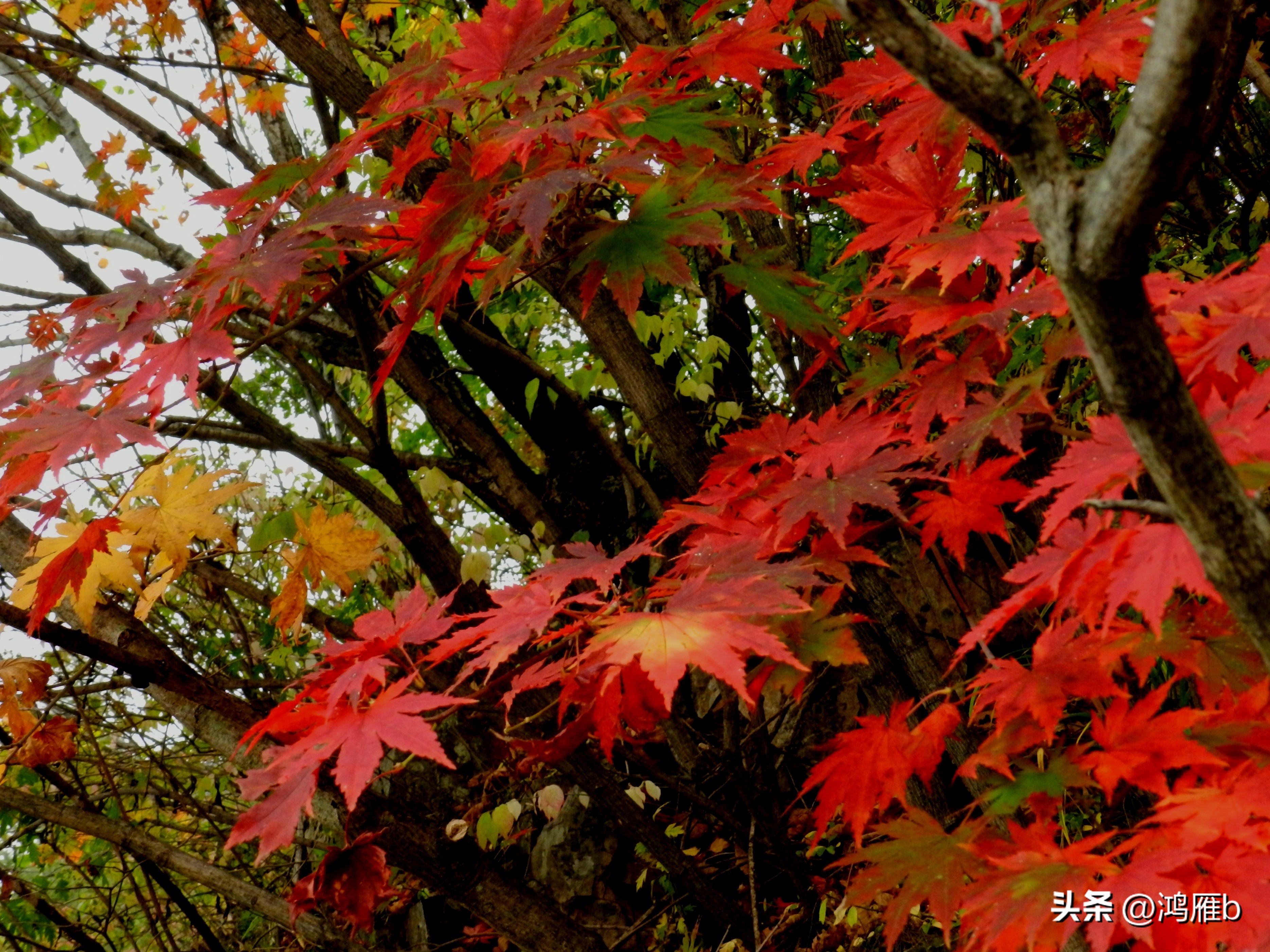 本溪温泉汤沟门票价格,本溪花溪沐枫雪温泉小镇