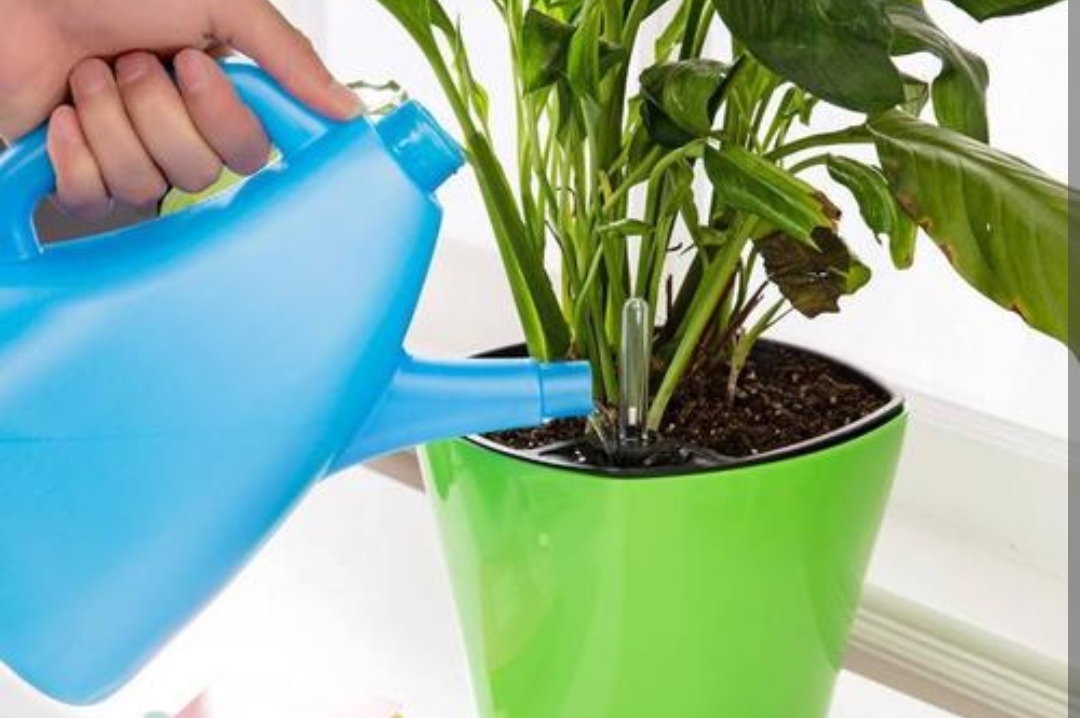 冬季养花别瞎养,冬季养花浇水的最佳时间