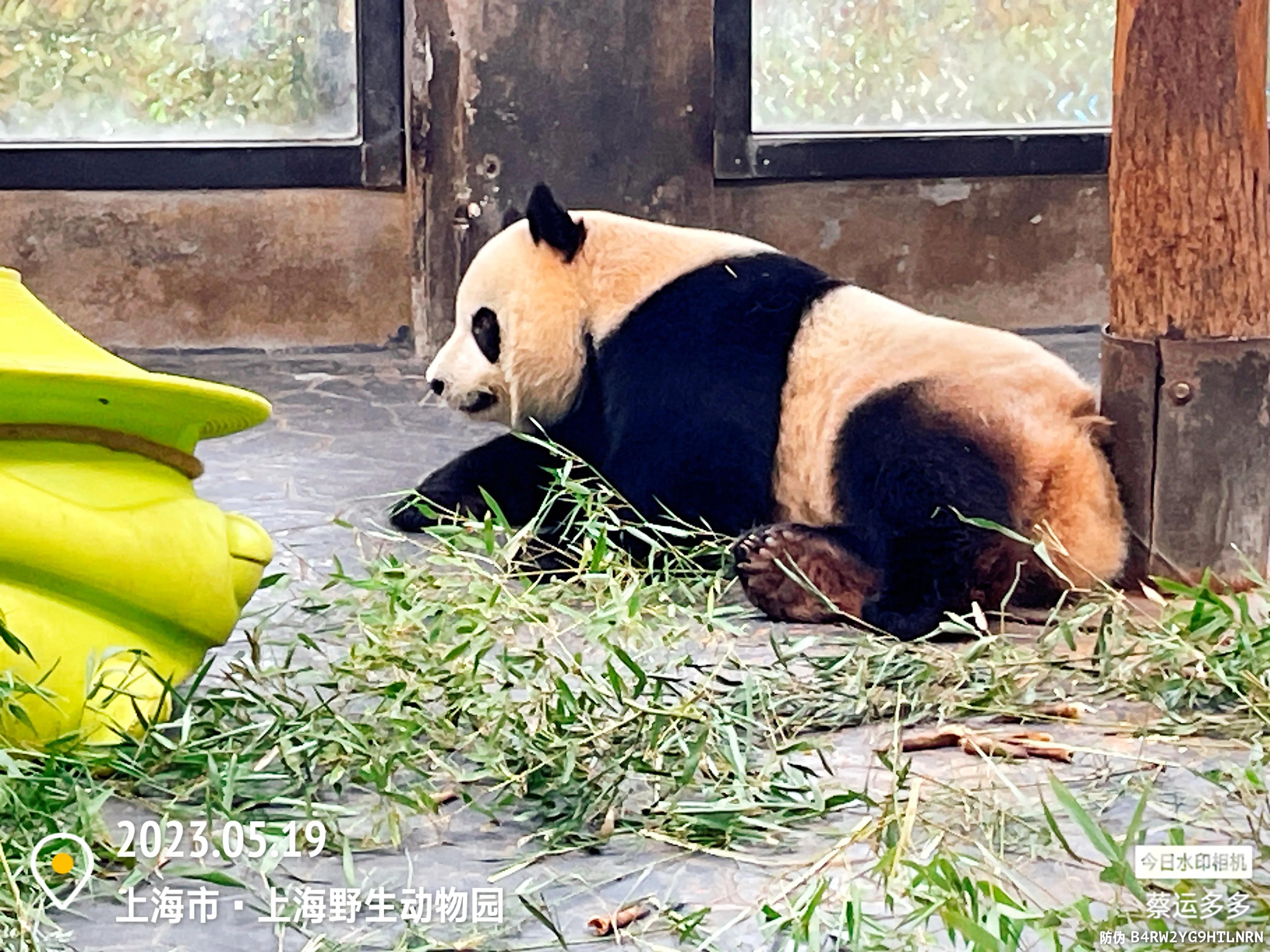 我喜爱的动物是小猫,什么动物招人喜爱