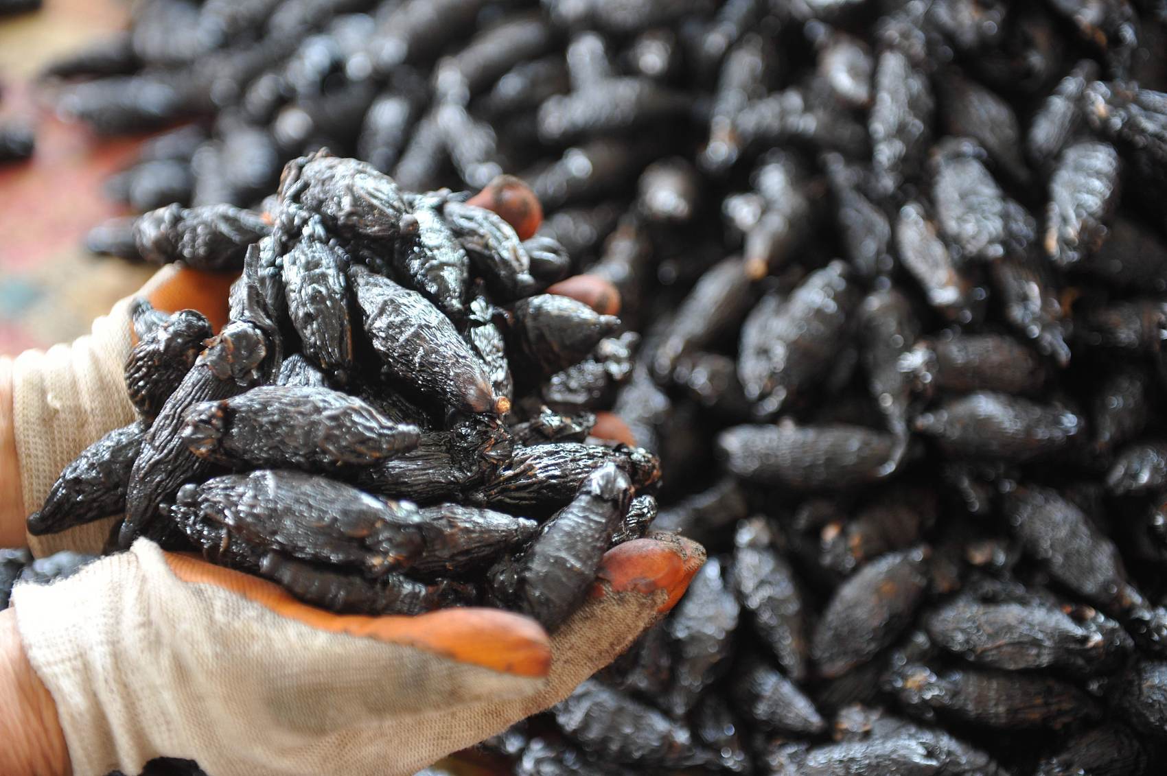 世界一级致癌物槟榔,一级致癌物槟榔有多恐怖