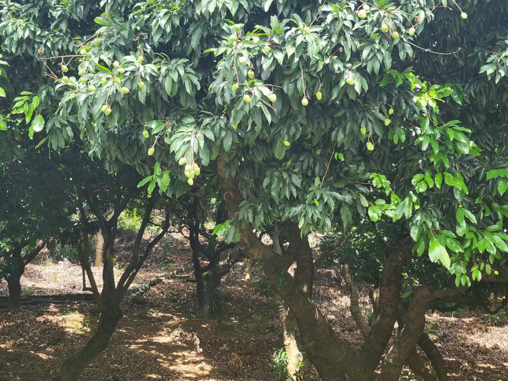 周末邀朋友小聚休闲享受周末,周末三五好友小聚喝茶品美味