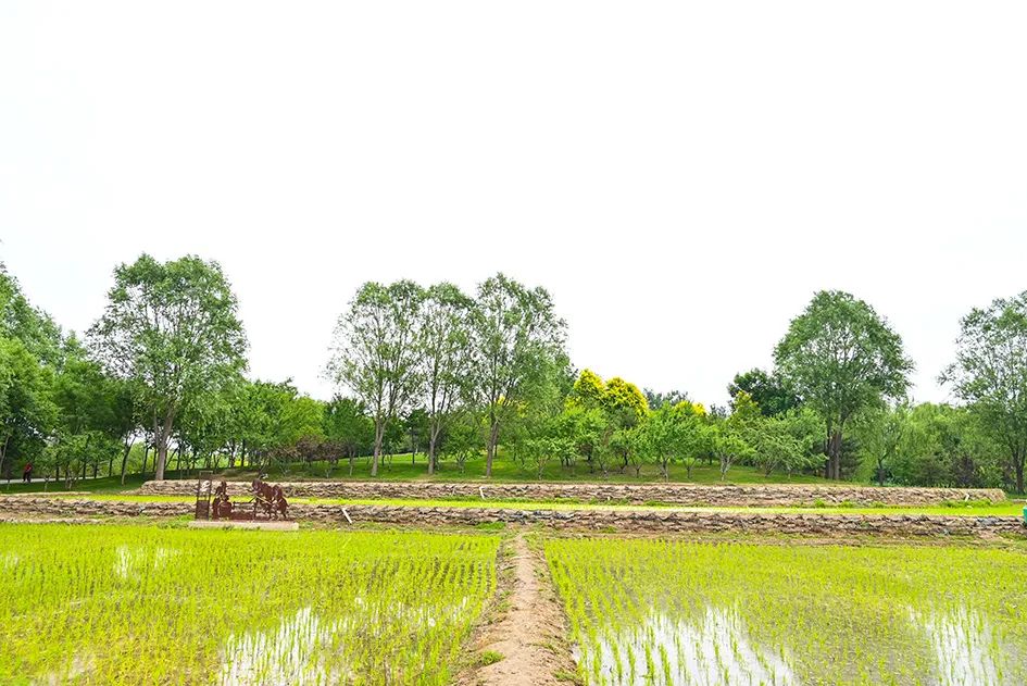 北京免费景美公园大全,北京这个公园也很美