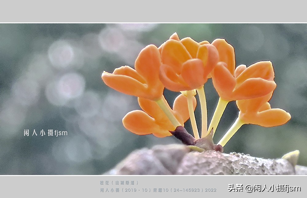 微距摄影就是近距离拍摄微小物体,微距摄影和近距离摄影有区别吗