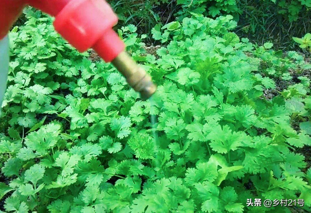 种植香菜的水肥管理,如何种植香菜能使香菜粗壮