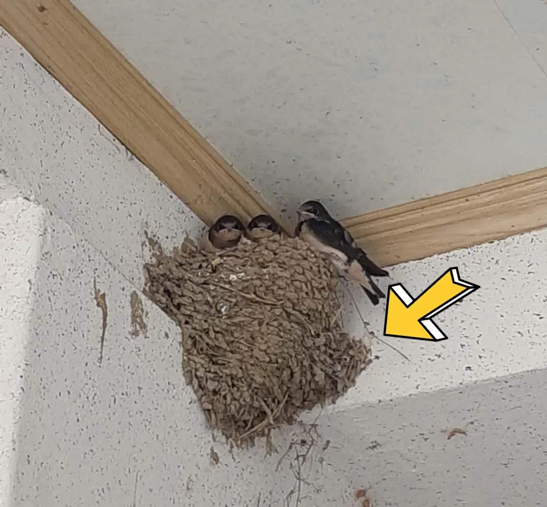 稀奇！家人嫌脏2次捣毁燕窝，第3次燕子筑巢自带“卫生间”