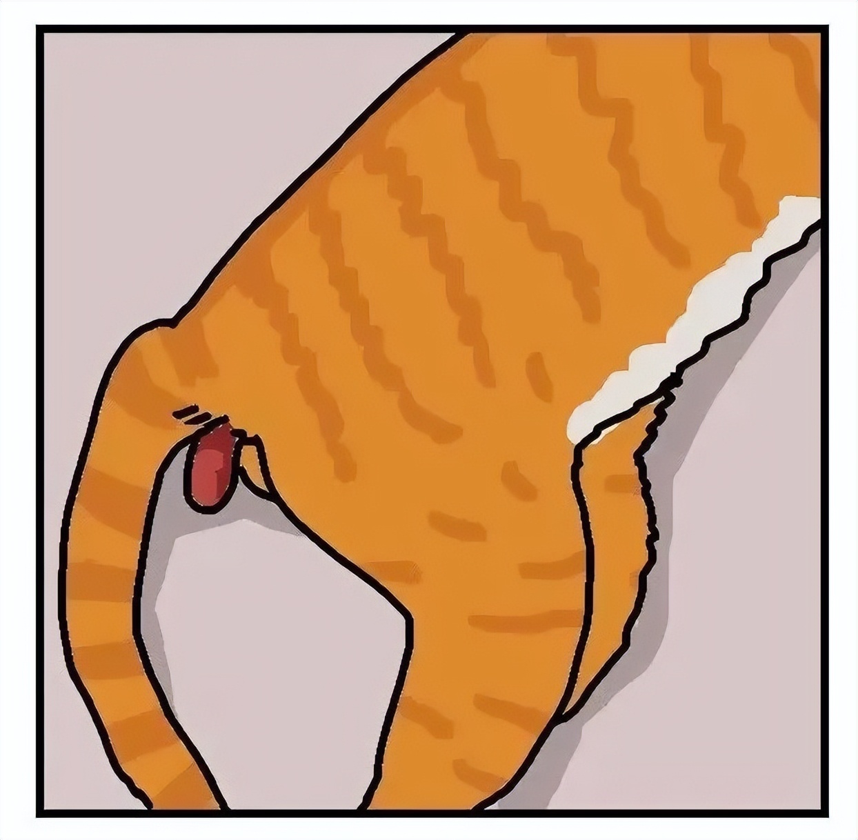 猫猫便血过后拉不出来了,猫猫便血是感染弓形虫了吗