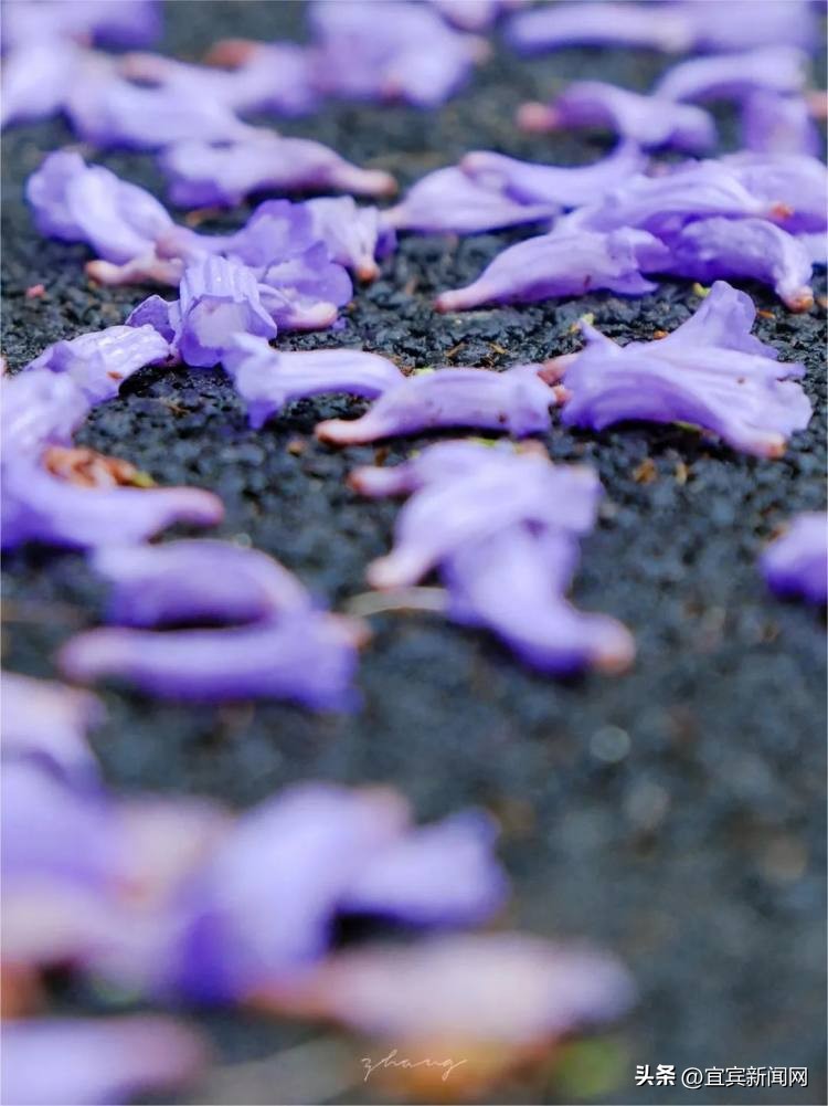 泸州蓝花楹打卡地,蓝花楹打卡点照片