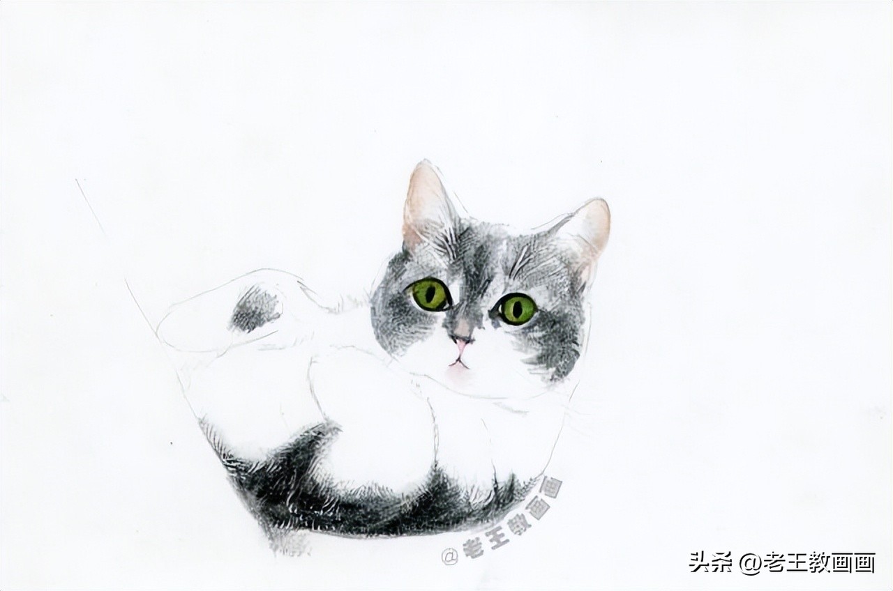彩铅零基础入门学画猫咪,彩铅画教程入门零基础猫咪